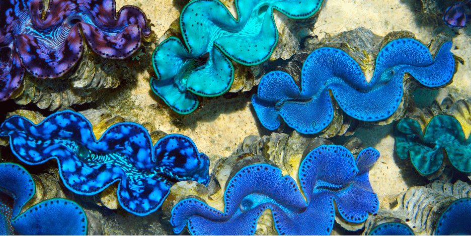 Through the Sands of Time: Giant Clams as Paleoclimate Timekeepers