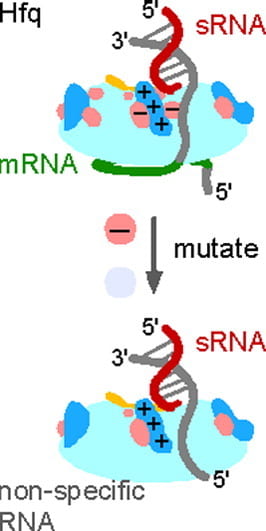Here, we report that acidic amino acids lining the sRNA binding channel between the inner pore and rim of the Hfq hexamer contribute to the selectivity of Hfq's chaperone activity. RNase footprinting, in vitro binding and stopped-flow fluorescence annealing assays showed that alanine substitution of D9, E18 or E37 strengthened RNA interactions with the rim of Hfq and increased annealing of non-specific or U-tailed RNA oligomers. Although the mutants were less able than wild-type Hfq to anneal sRNAs with wild-type rpoS mRNA, the D9A mutation bypassed recruitment of Hfq to an (AAN)4 motif in rpoS, both in vitro and in vivo. These results suggest that acidic residues normally modulate access of RNAs to the arginine patch. We propose that this selectivity limits indiscriminate target selection by E. coli Hfq and enforces binding modes that favor genuine sRNA and mRNA pairs.