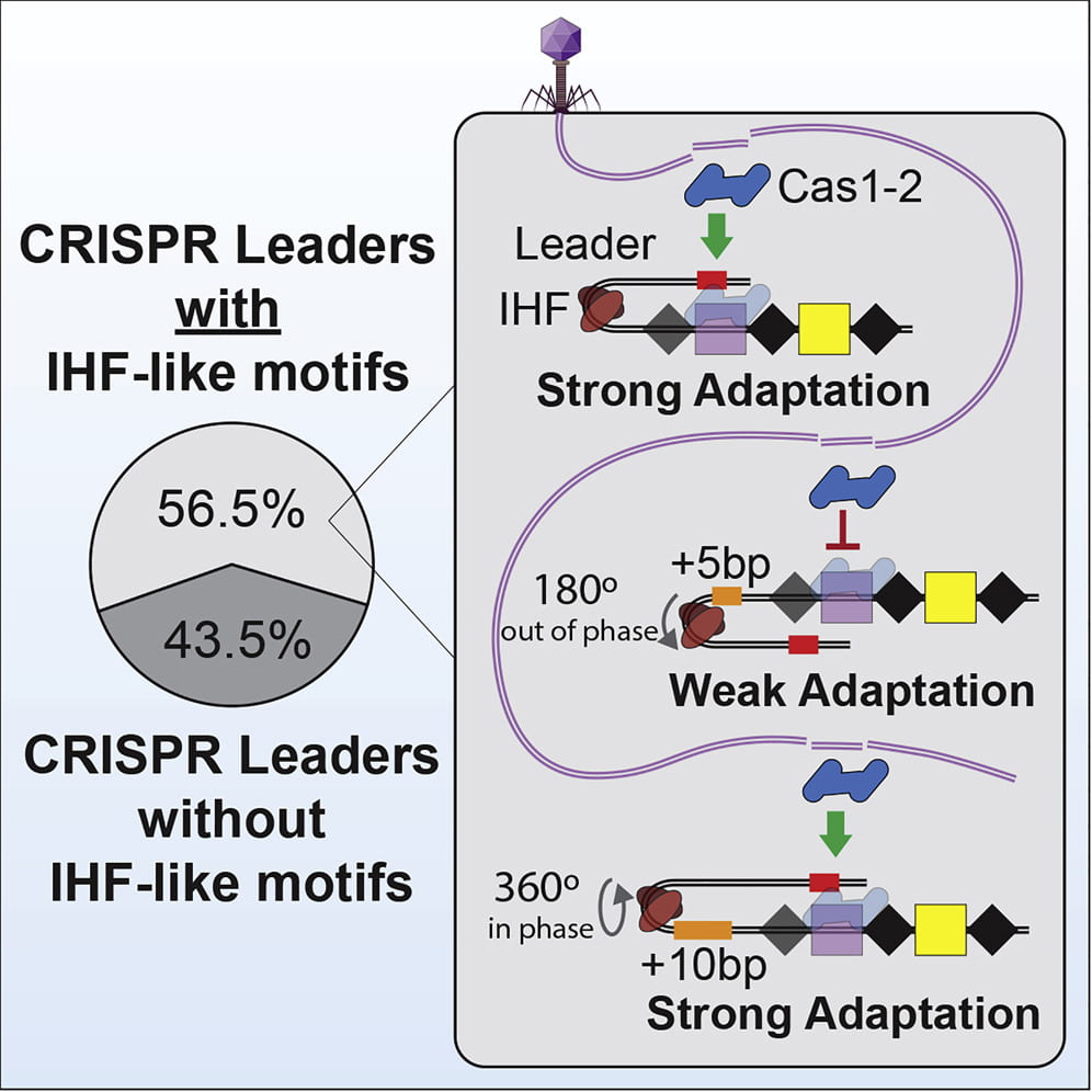 CRISPR-associated proteins (Cas1 and Cas2) integrate foreign DNA at the “leader” end of CRISPR loci. Several CRISPR leader sequences are reported to contain a binding site for a DNA-bending protein called integration host factor (IHF). IHF-induced DNA bending kinks the leader of type I-E CRISPRs, recruiting an upstream sequence motif that helps dock Cas1-2 onto the first repeat of the CRISPR locus. To determine the prevalence of IHF-directed CRISPR adaptation, we analyzed 15,274 bacterial and archaeal CRISPR leaders. These experiments reveal multiple IHF binding sites and diverse upstream sequence motifs in a subset of the I-C, I-E, I-F, and II-C CRISPR leaders. We identify subtype-specific motifs and show that the phase of these motifs is critical for CRISPR adaptation. Collectively, this work clarifies the prevalence and mechanism(s) of IHF-dependent CRISPR adaptation and suggests that leader sequences and adaptation proteins may coevolve under the selective pressures of foreign genetic elements like plasmids or phages.