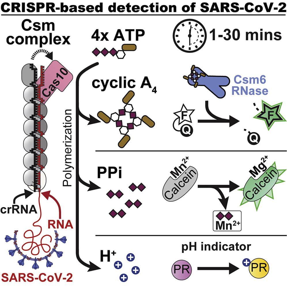 Here, we repurpose the type III CRISPR-Cas system for sensitive and sequence-specific detection of SARS-CoV-2. RNA recognition by the type III CRISPR complex triggers Cas10-mediated polymerase activity, which simultaneously generates pyrophosphates, protons, and cyclic oligonucleotides. We show that all three Cas10-polymerase products are detectable using colorimetric or fluorometric readouts. We design ten guide RNAs that target conserved regions of SARS-CoV-2 genomes. Multiplexing improves the sensitivity of amplification-free RNA detection from 107 copies/μL for a single guide RNA to 106 copies/μL for ten guides. To decrease the limit of detection to levels that are clinically relevant, we developed a two-pot reaction consisting of RT-LAMP followed by T7-transcription and type III CRISPR-based detection. The two-pot reaction has a sensitivity of 200 copies/μL and is completed using patient samples in less than 30 min.