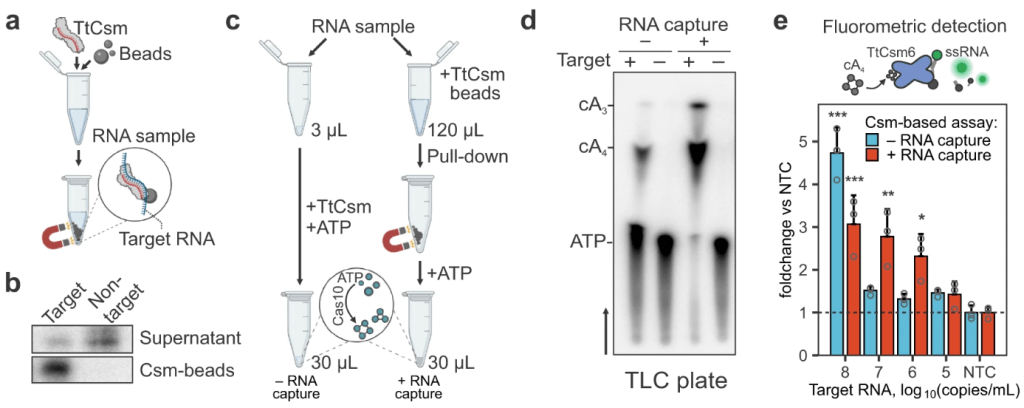Type III CRISPR-based RNA concentration enhances sequence-specific detection of RNA.