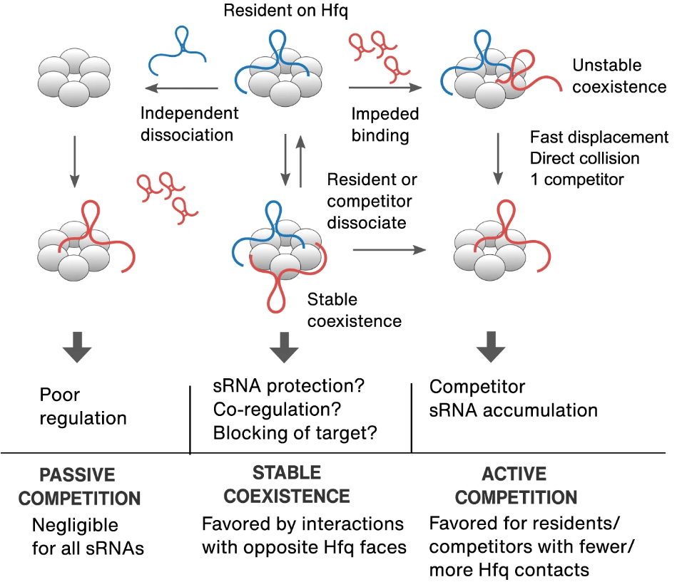 Hundreds of bacterial small RNAs (sRNAs) require the Hfq chaperone to regulate mRNA expression. Hfq is limiting, thus competition among sRNAs for binding to Hfq shapes the proteomes of individual cells. To understand how sRNAs compete for a common partner, we present a single-molecule fluorescence platform to simultaneously visualize binding and release of multiple sRNAs with Hfq. We show that RNA residents rarely dissociate on their own. Instead, clashes between residents and challengers on the same face of Hfq cause rapid exchange, whereas RNAs that recognize different surfaces may cohabit Hfq for several minutes before one RNA departs. The prevalence of these pathways depends on the structure of each RNA and how it interacts with Hfq. We propose that sRNA diversity creates many pairwise interactions with Hfq that allow for distinct biological outcomes: active exchange favors fast regulation whereas co-residence of dissimilar RNAs favors target co-recognition or target exclusion.