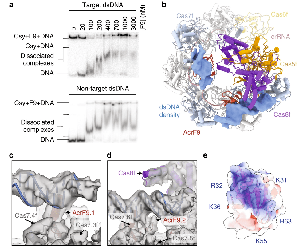 The Csy–AcrIF9 complex binds non-sequence-specific DNA.