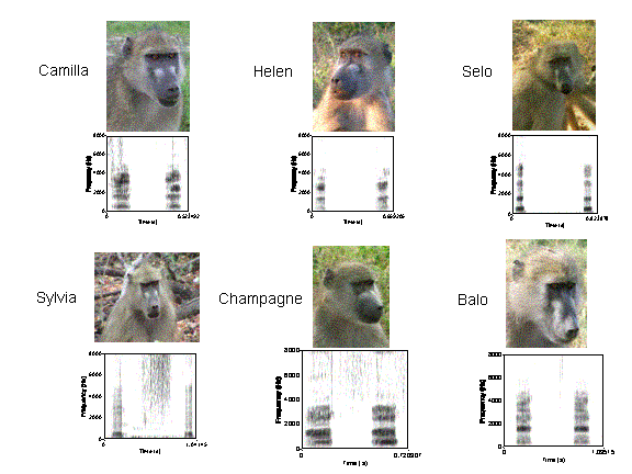 baboons-6females
